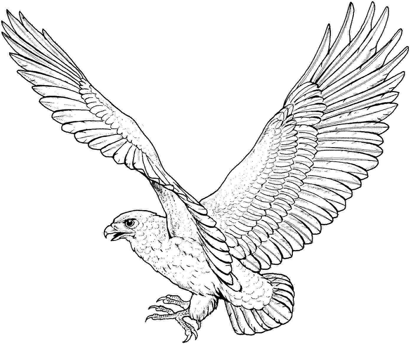 Free printable eagle coloring pages for kids