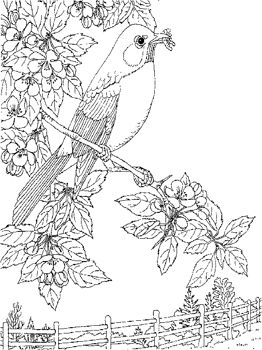 Nightingale coloring page
