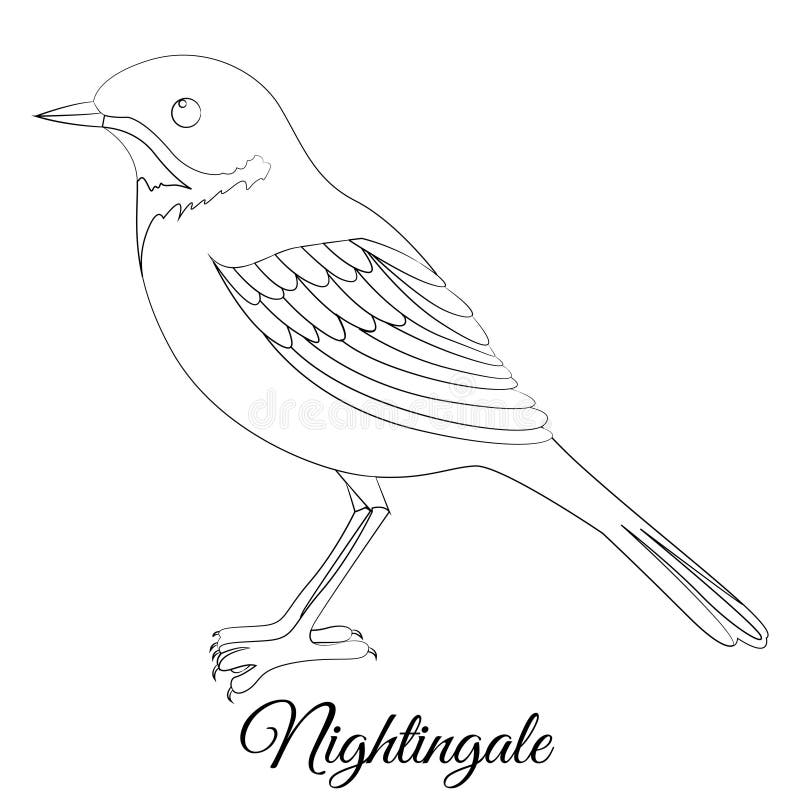 Nightingale coloring stock illustrations â nightingale coloring stock illustrations vectors clipart