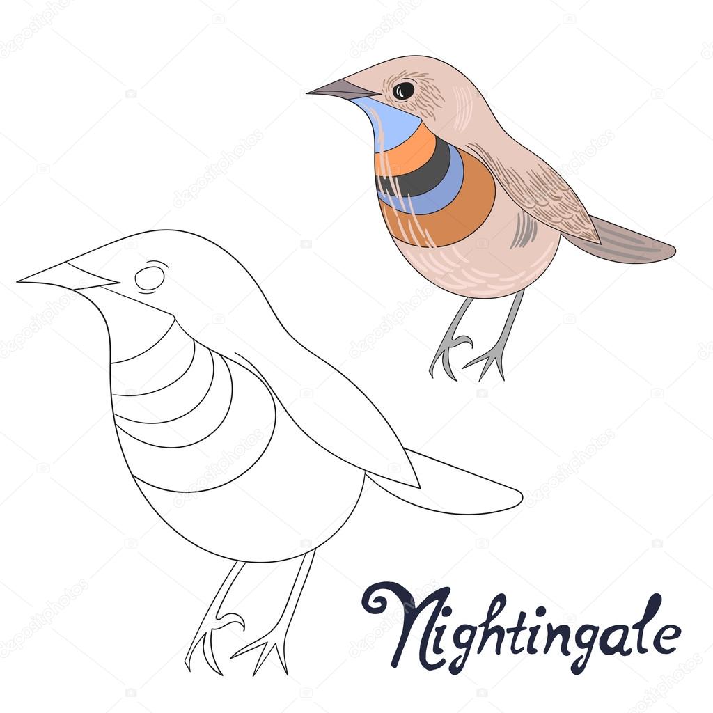 Educational game coloring book nightingale bird stock vector by alexanderpokusay