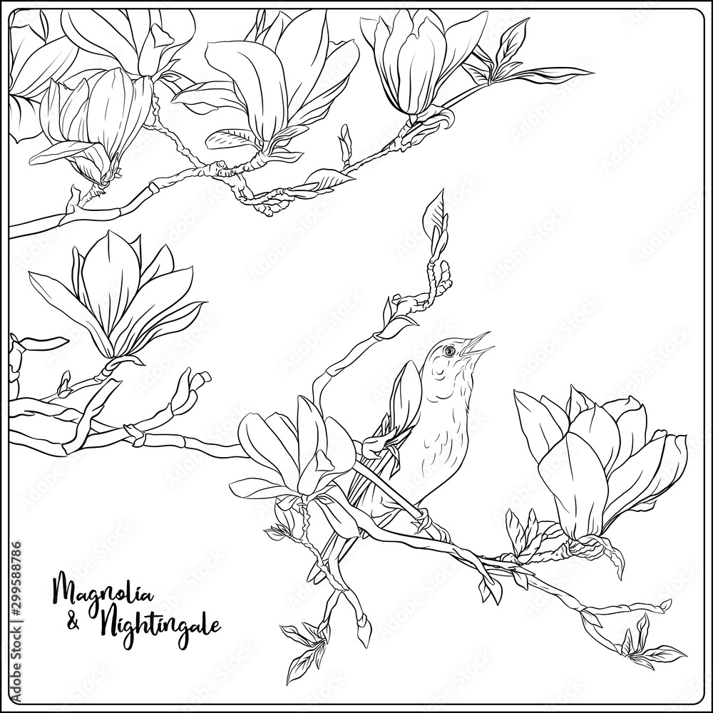 Magnolia tree branch with flowers and nightingale coloring page for the adult coloring book outline hand drawing vector illustration vector