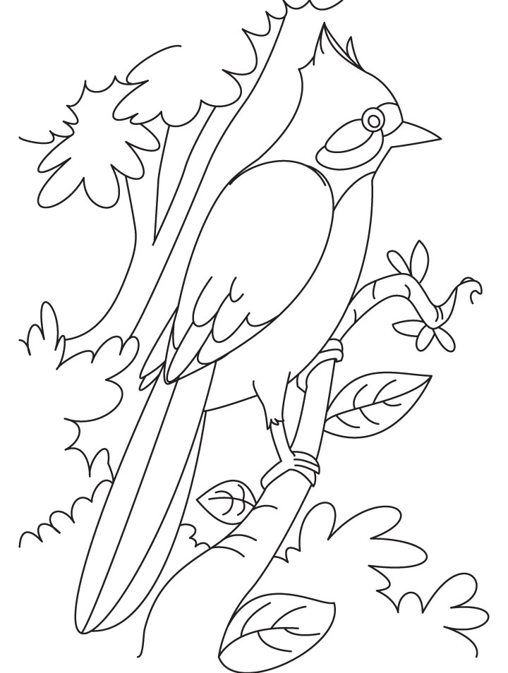 Nightingale perched on a branch coloring page download free nightingale perched on a branch coloring page for kids best coloring pages