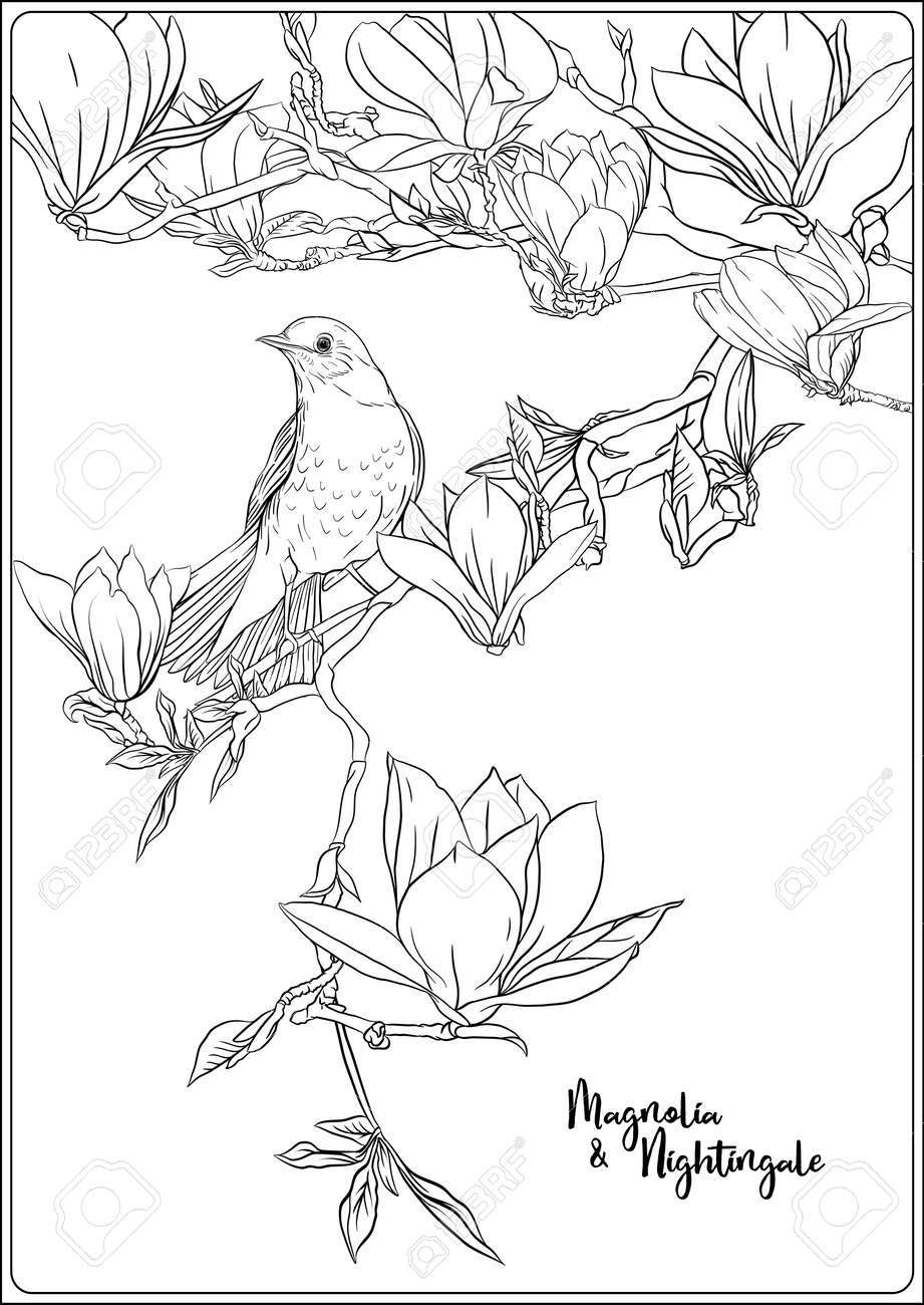 Magnolia tree branch with flowers and nightingale coloring page for the adult coloring book outline hand drawing vector illustration royalty free svg cliparts vectors and stock illustration image