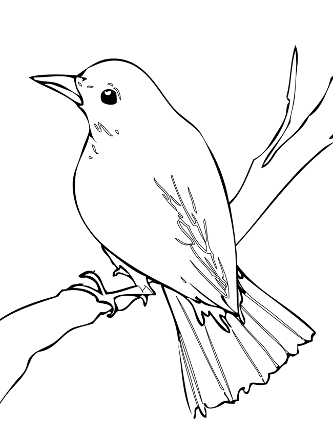 Nightingale coloring page