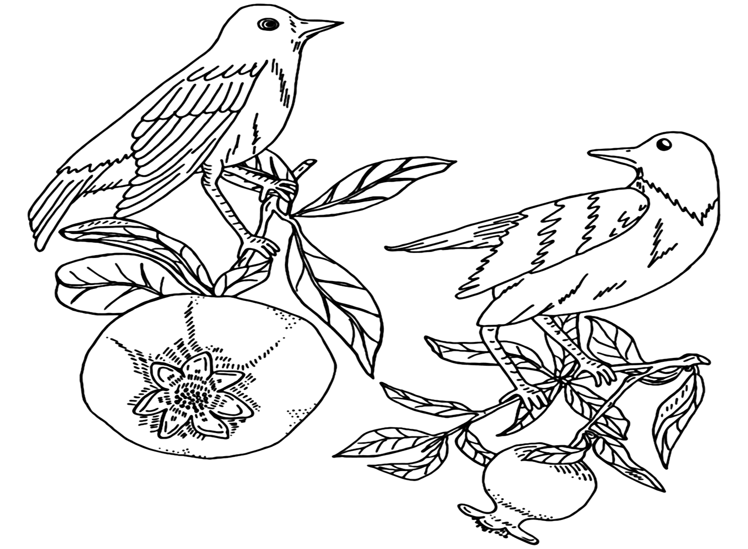 Nightingale coloring pages
