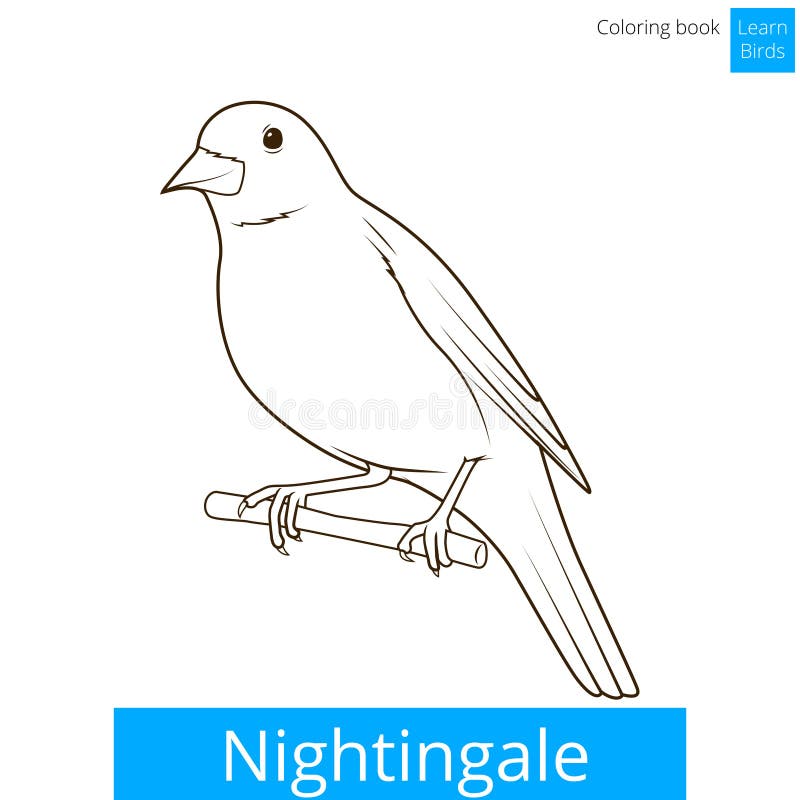 Nightingale learn birds coloring book vector stock vector