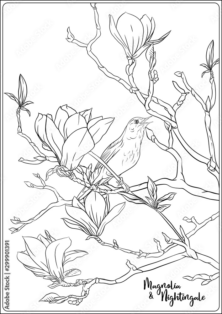 Magnolia tree branch with flowers and nightingale coloring page for the adult coloring book outline hand drawing vector illustration vector