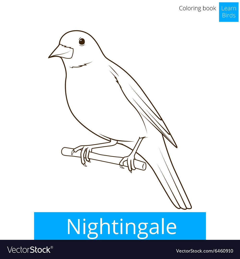 Nightingale learn birds coloring book royalty free vector