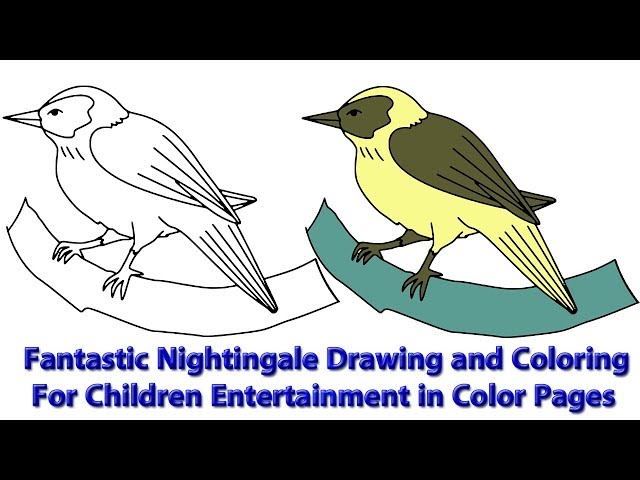 Fantastic nightingale drawing and coloring for children entertainment in color pages