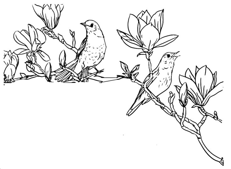 Nightingale coloring pages