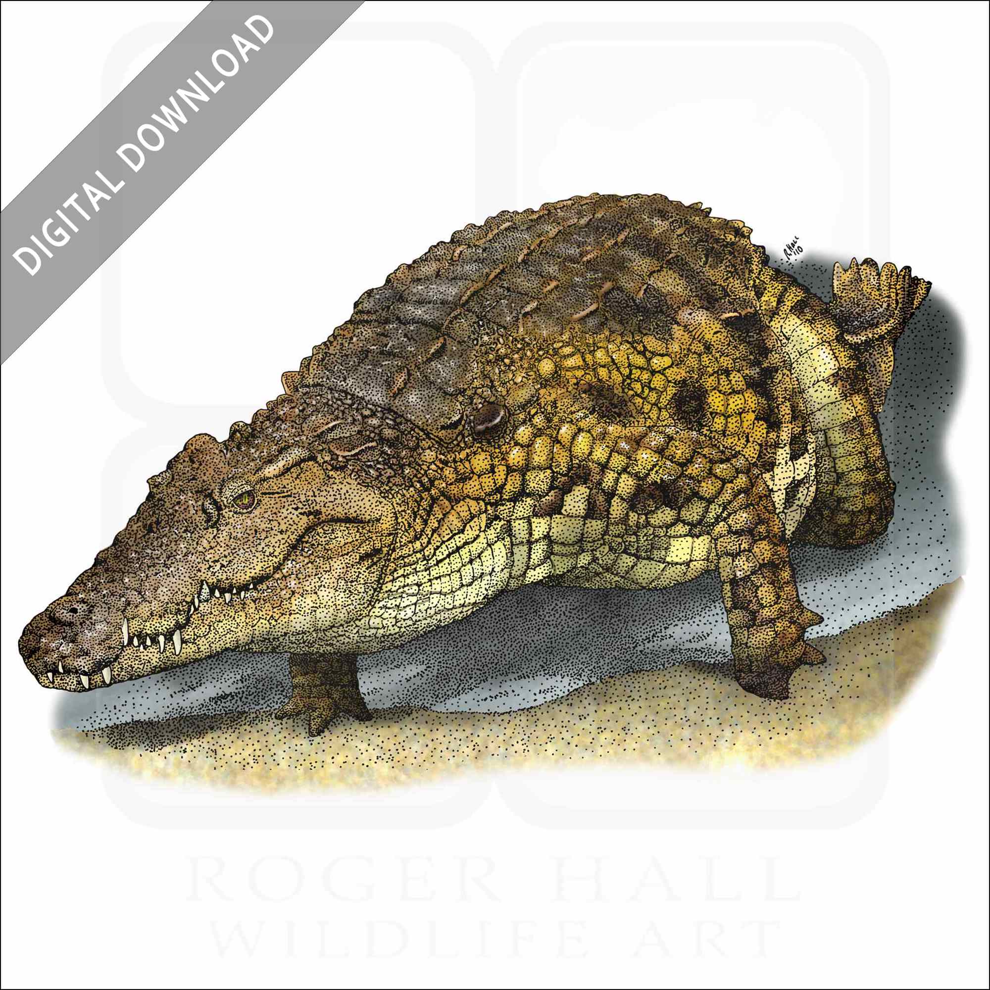 Stock art drawing of a nile crocodile