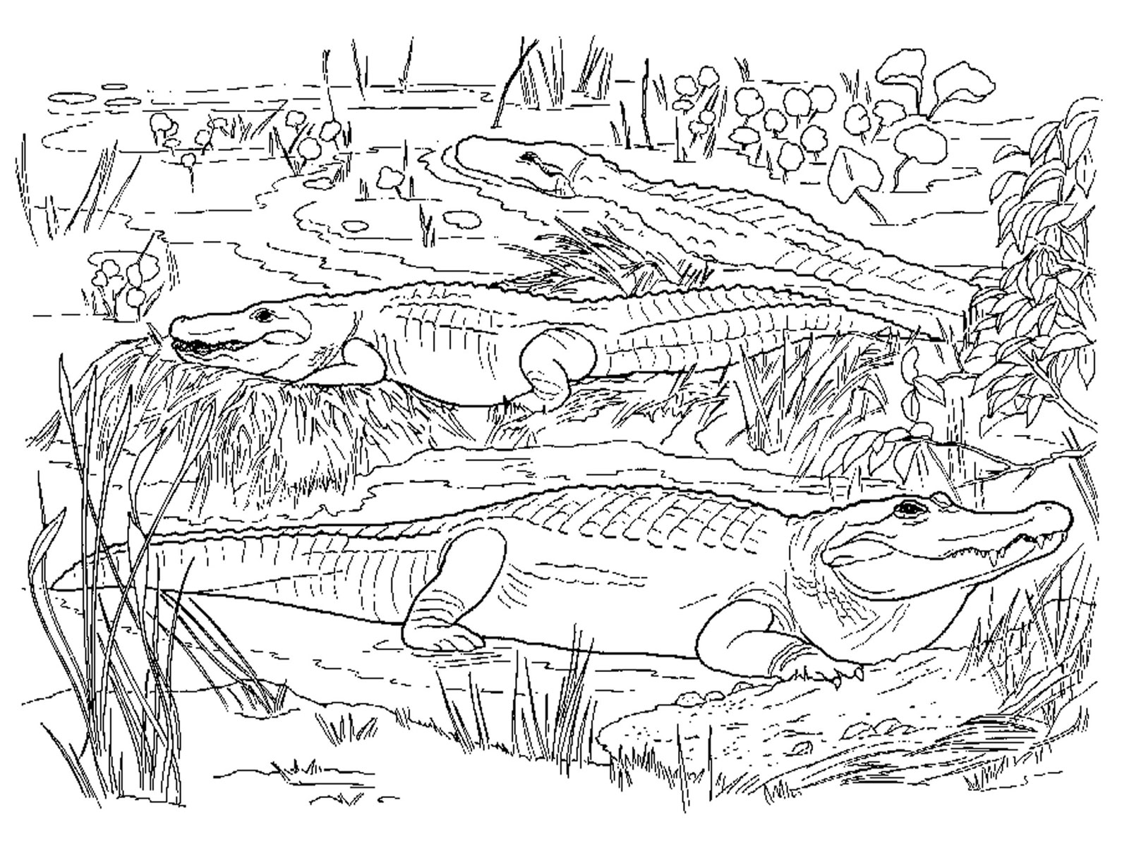 Free printable alligator coloring pages for kids