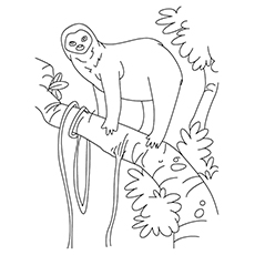 Top sloth coloring pages for your toddler