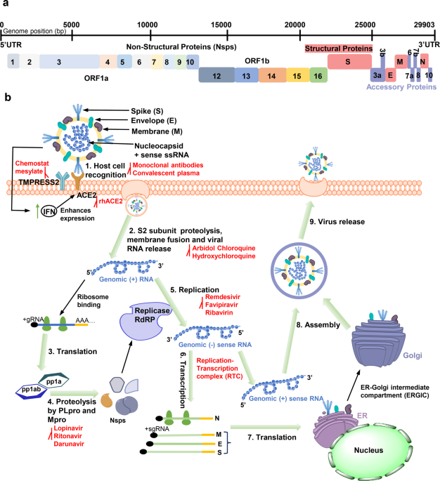 Structural biology of sars