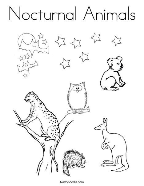 Nocturnal animals coloring page puppy coloring pages nocturnal animals animal printables