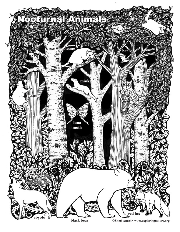 Nocturnal animals of the forest â coloring nature