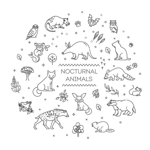 Vector set of linear vector nocturnal animals stock illustration