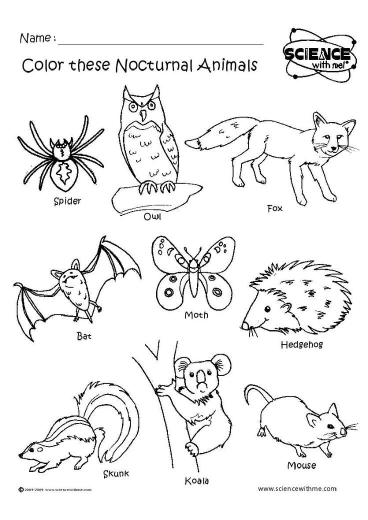 Nocturnal animals preschool nocturnal animals activities nocturnal animals kindergarten nocturnal animals