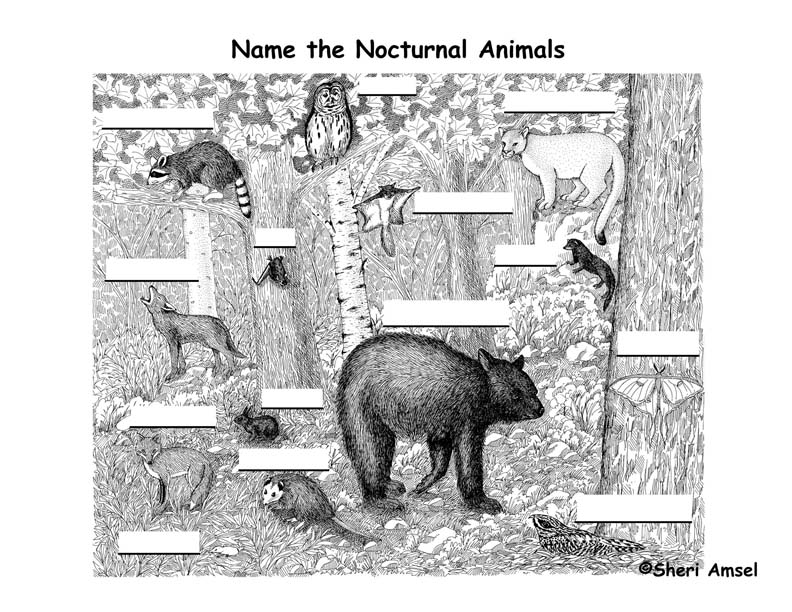 Nocturnal animals labeling page