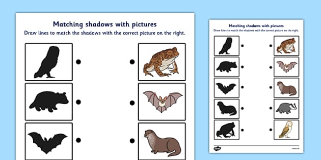 Nocturnal animals louring pages teacher made