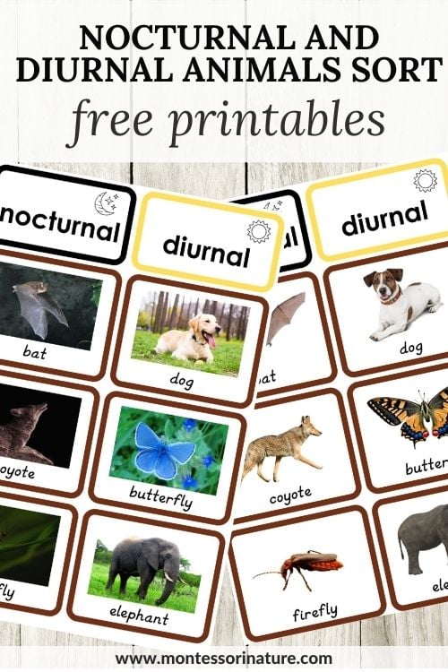 Nocturnal and diurnal animals sort