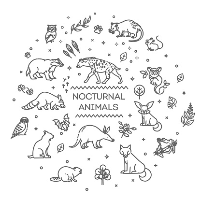 Vector set of linear vector nocturnal animals stock illustration