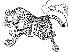 Safari animals coloring pages p