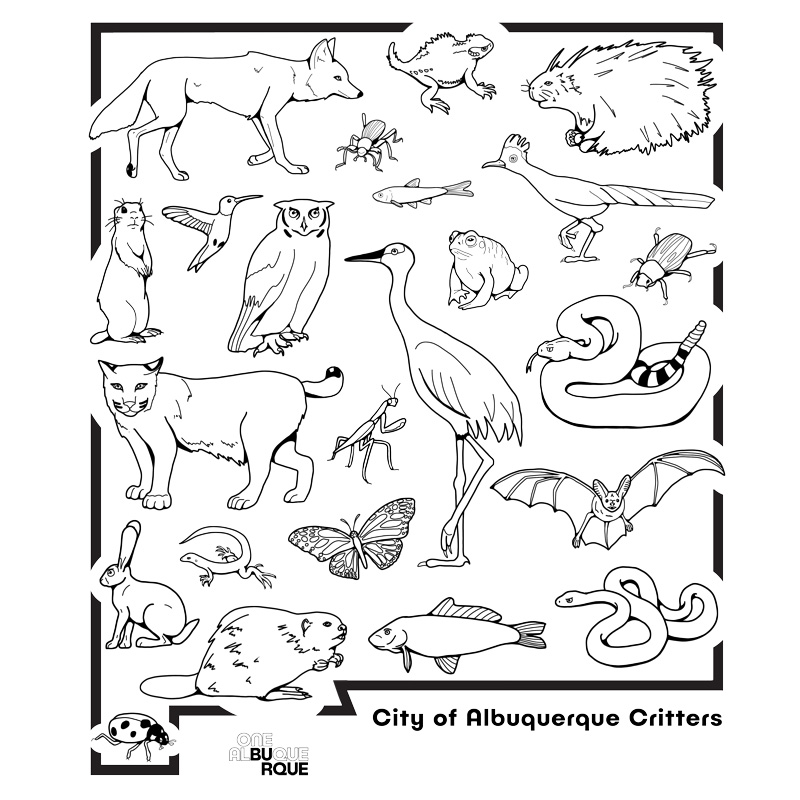 City of albuquerque critters â city of albuquerque