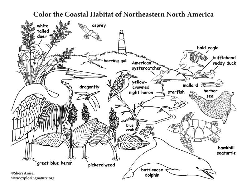 Coastal habitat of northeastern north america coloring