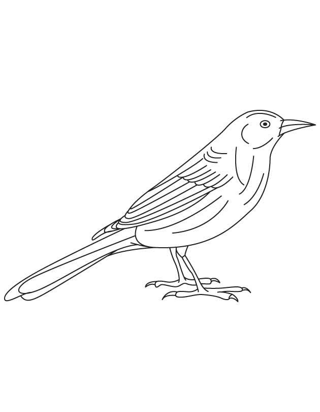 North america bird coloring page download free north america bird coloring page for kids best coloring pages