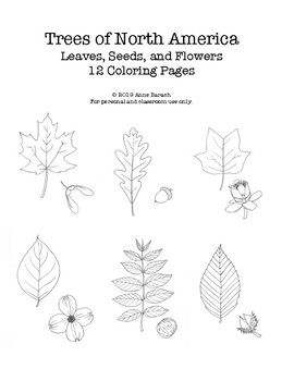 Trees of north america coloring pages by mama draw it tpt