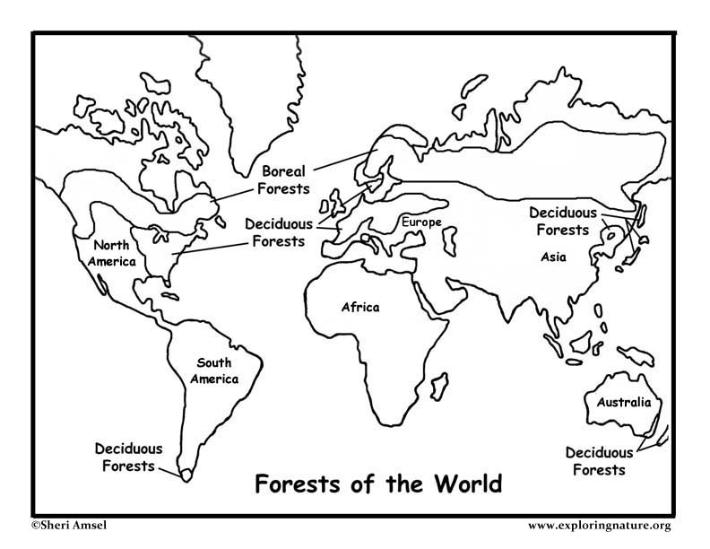 Forests of the world coloring page