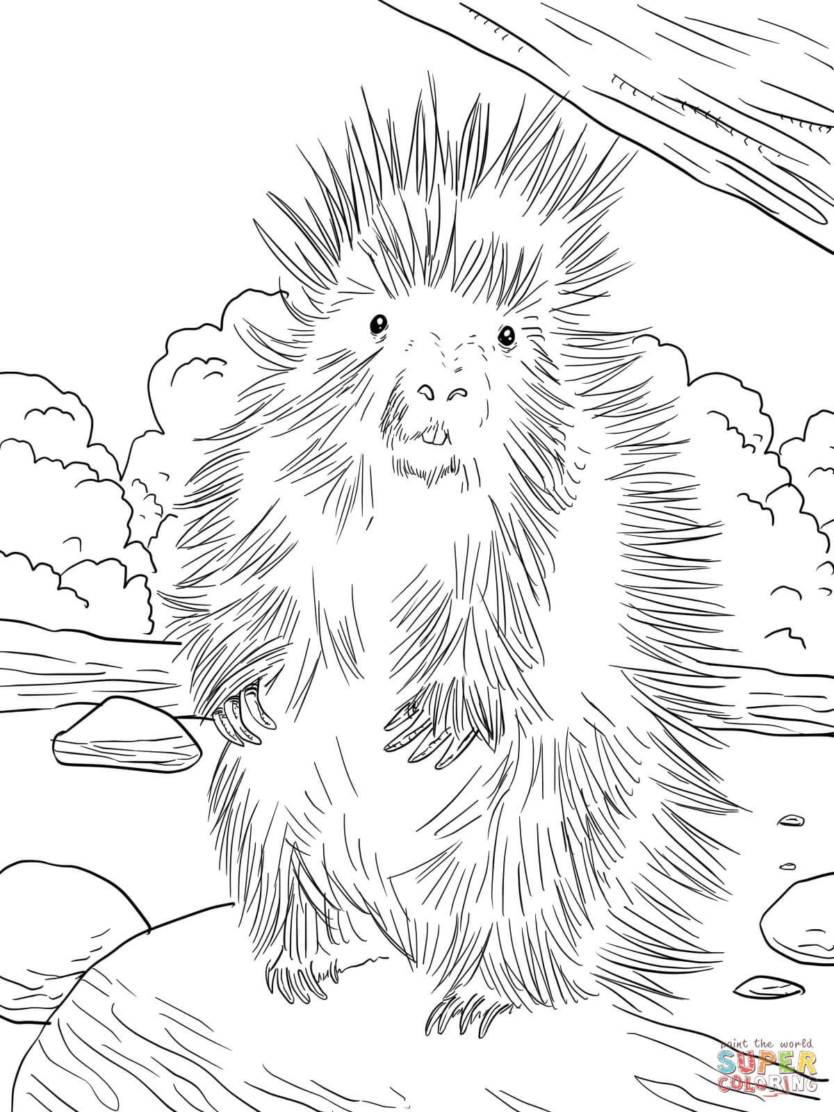 North american porcupine coloring page free printable coloring pages