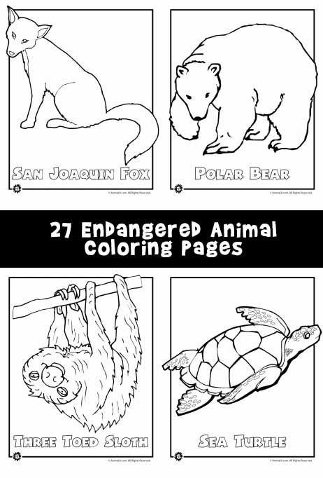 Endangered animals coloring pages animals from north america the rainforest the ocean woo jr kids activities childrens publishing