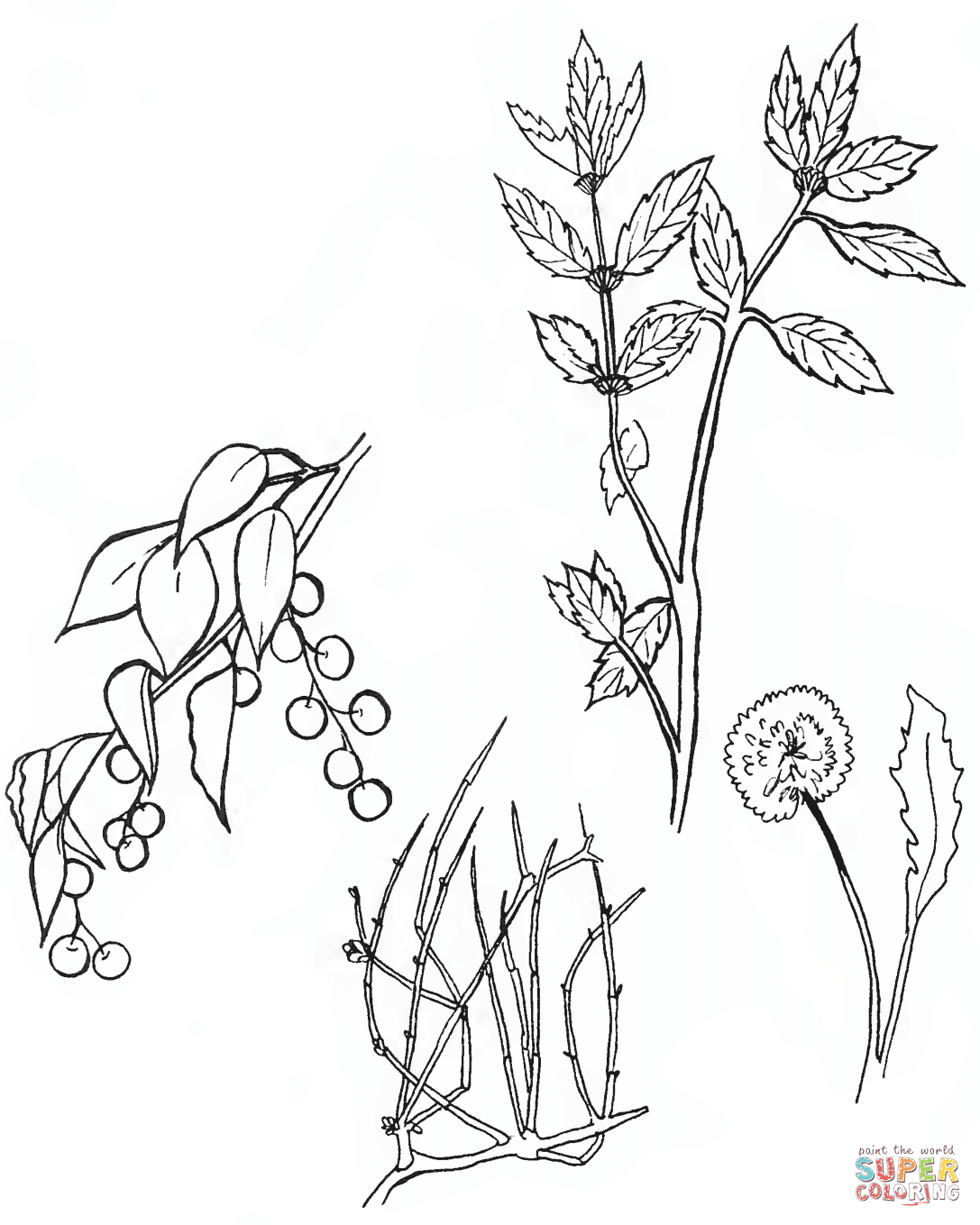 North american plants coloring page free printable coloring pages