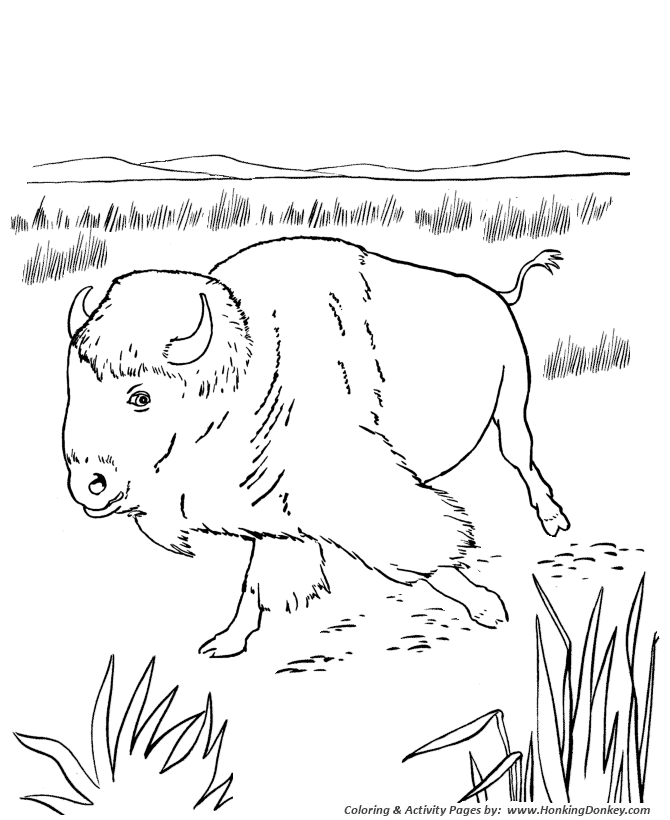 Wild animal coloring pages north american bison coloring page and kids activity sheet