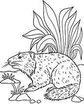 North american animal coloring pages