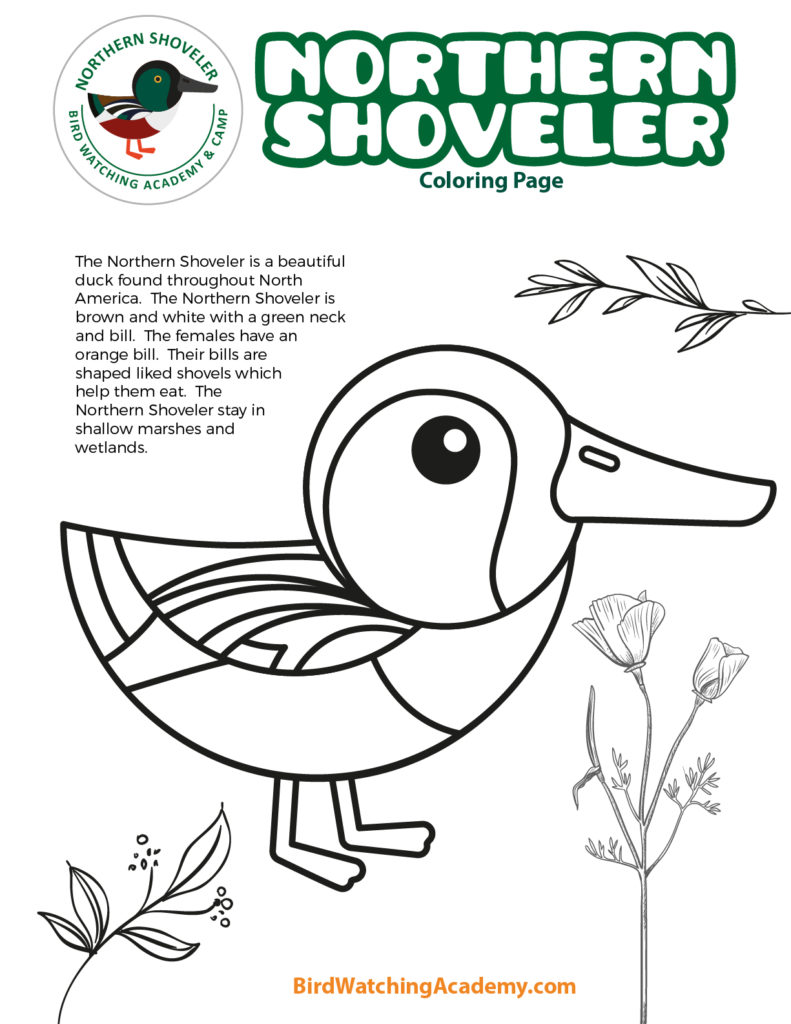 Northern shoveler coloring page