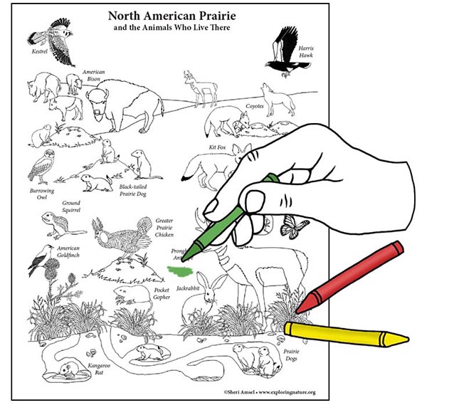 North american prairie