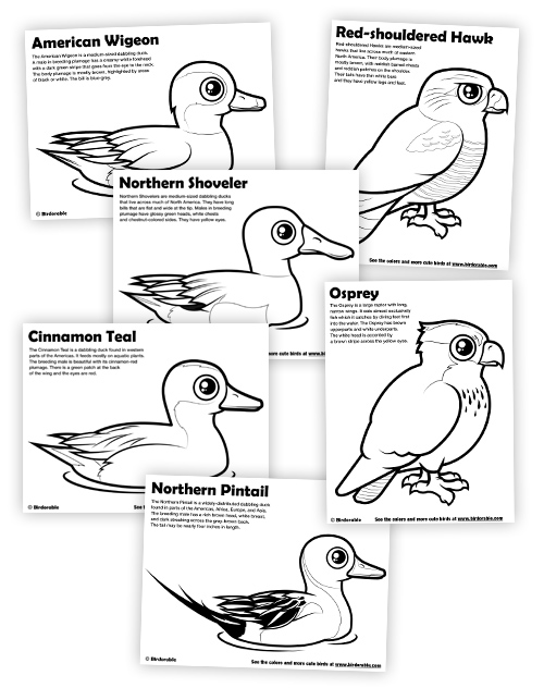 Cute coloring pages of ducks and raptors