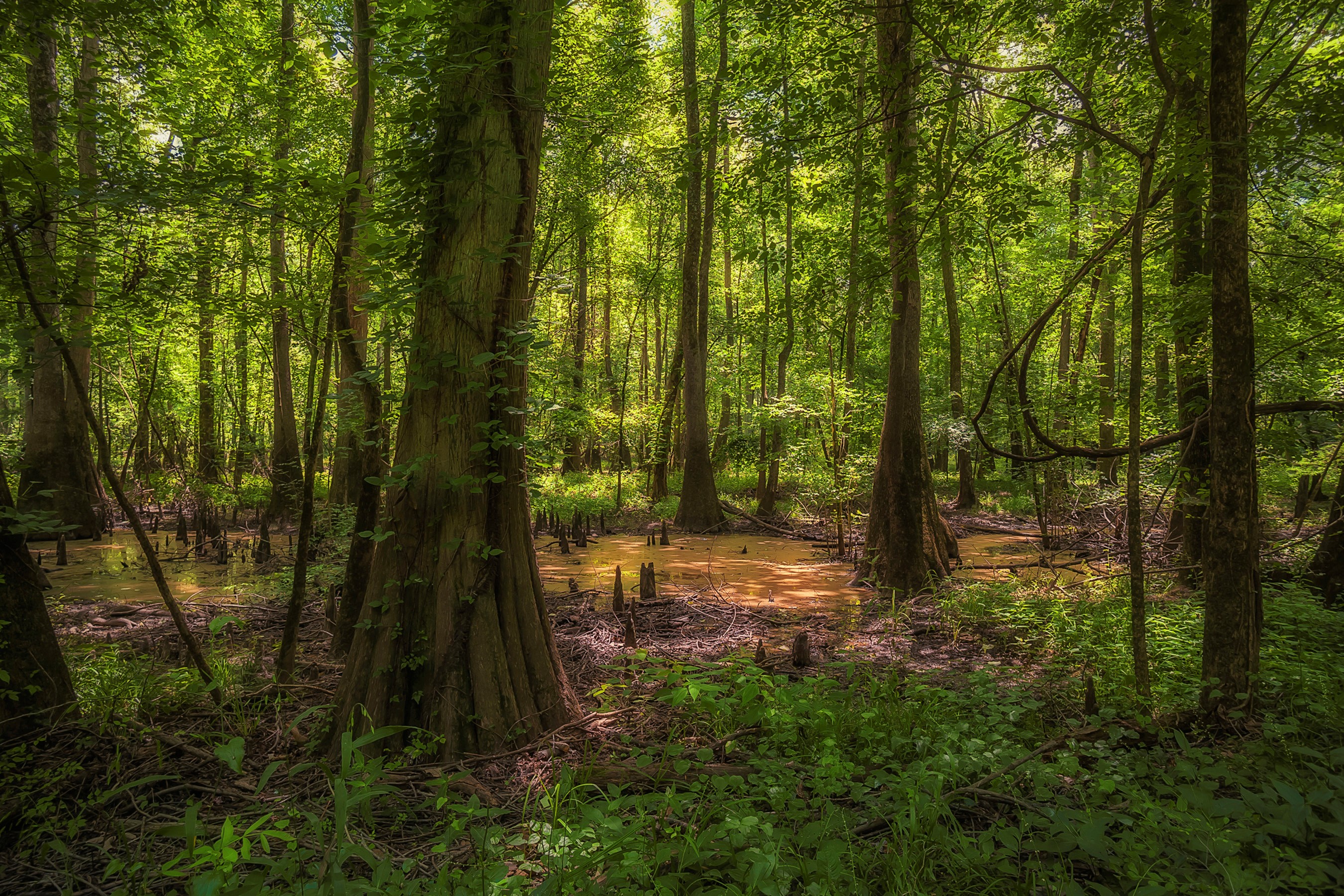 North carolina hd papers und hintergrãnde