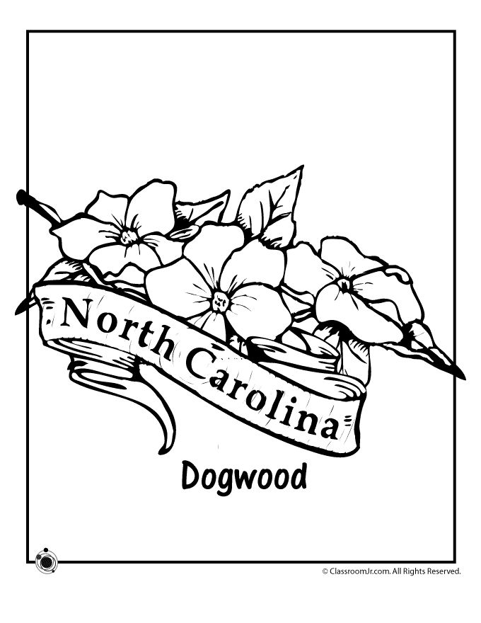 North carolina state flower coloring page woo jr kids activities north carolina tattoo flower coloring pages nc tattoo