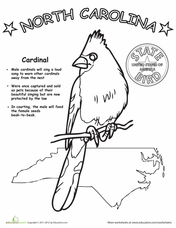 North carolina state bird worksheet education north carolina history th grade social studies north carolina