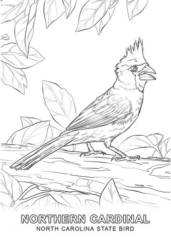 North carolina state bird coloring page bird coloring pages coloring pages free printable coloring pages