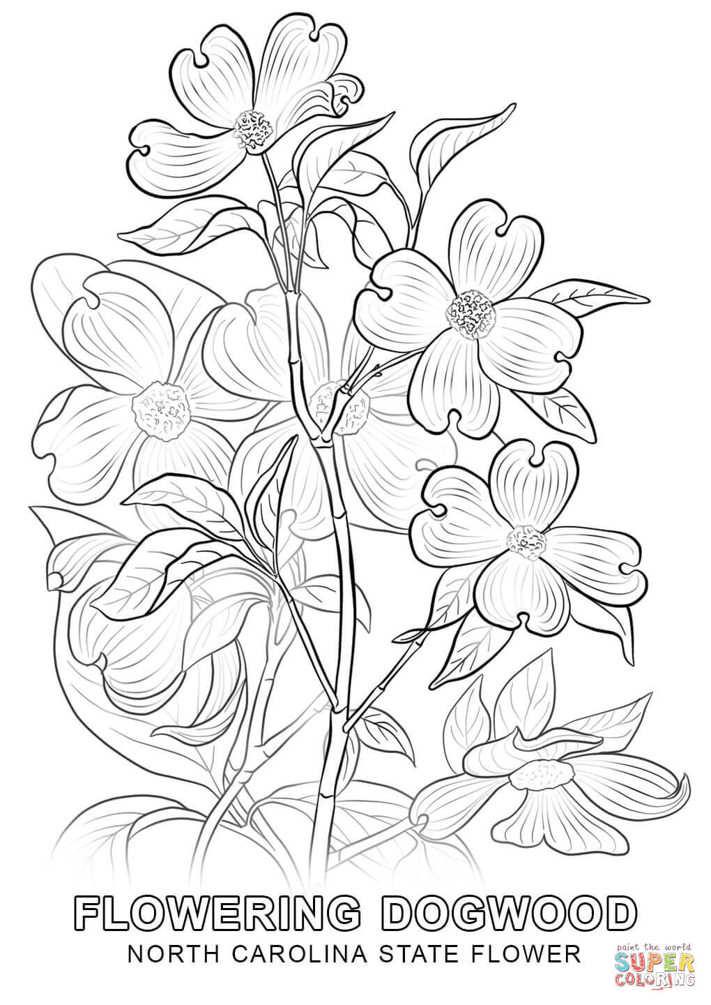 North carolina state flower coloring page free printable coloring pages