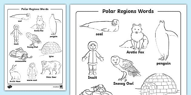 Polar region words louring sheet teacher made