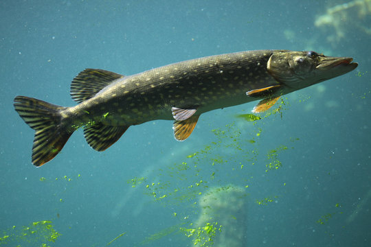 Download Free 100 + northern pike Wallpapers