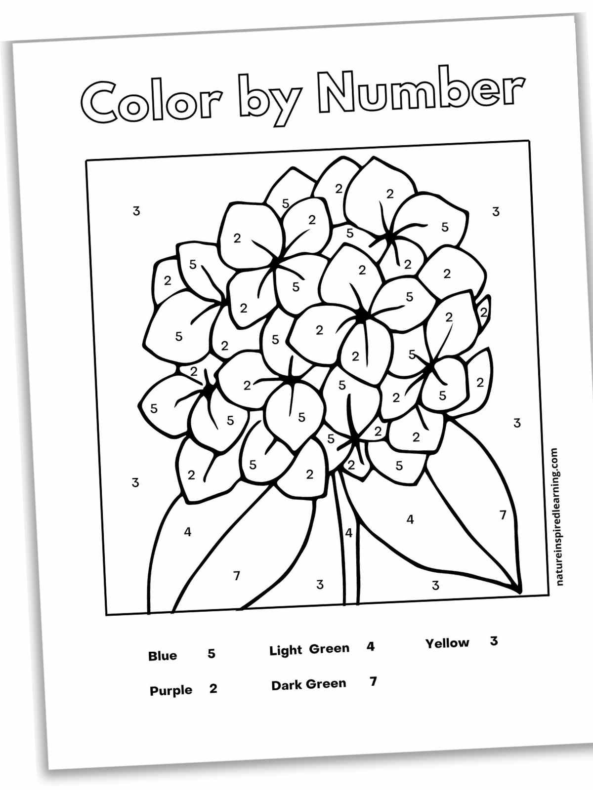 Flower color by number