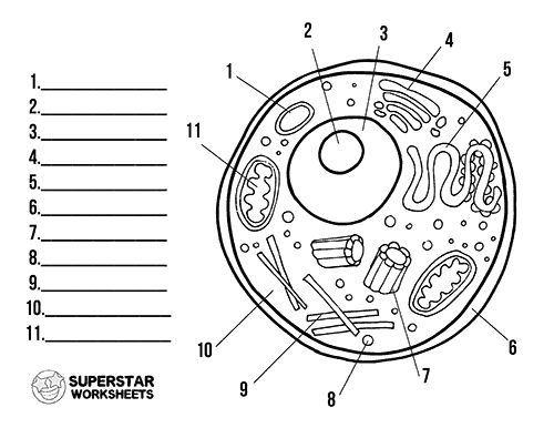 Free printable cell worksheets for coloring pages label the cell notebooking science projectsâ cells worksheet animal cells worksheet free science worksheets