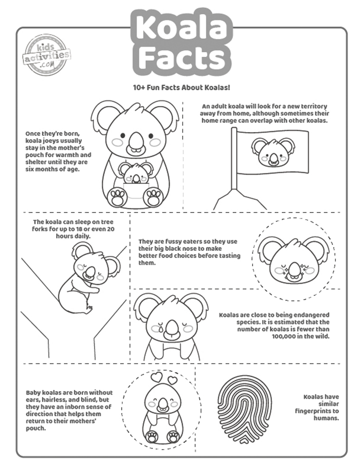 Fun koala facts for kids kids activities blog